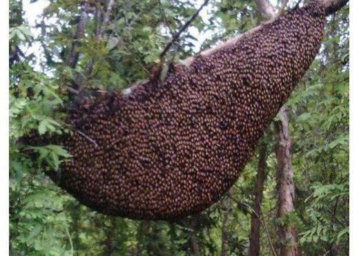Mật ong rừng U Minh